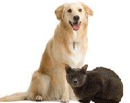 Dog and Cat